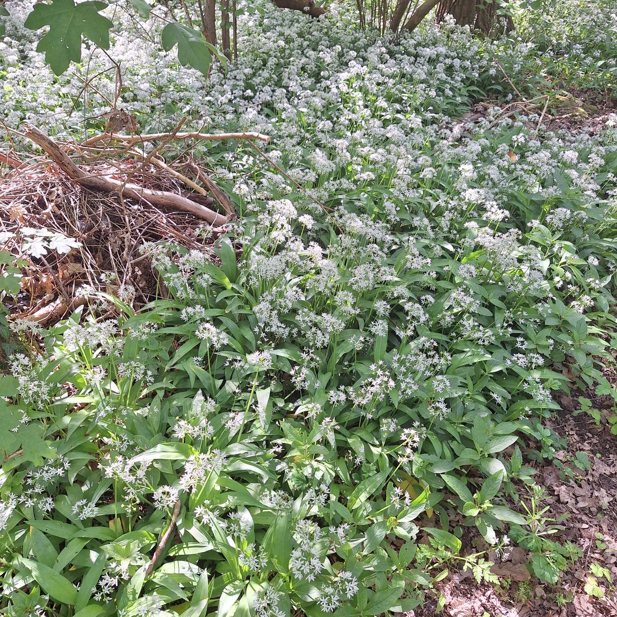 likesretirement's tweet image. Out walking the dog in T-shirt (and jeans, don’t panic) in lovely sunshine
Such a treat
And when I saw this in the woods, who else did I think of but @KingLucythe1st 😊😎
#springhasarrived #wildgarlic