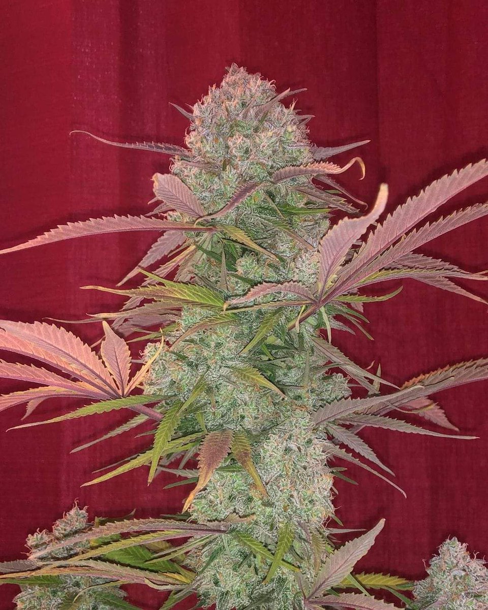 Cream Cookies Auto 😍🍪 #insidecannabis #smokeweedeveryday #high #cannabis #cannabiscommunity #weed #marijuana #thc #cbd #cannabisculture #weedporn #weedstagram #hightimes #stoner #indica #sativa #hemp #maryjane #ganja #growyourown #smoke #cannabissociety #weedlife