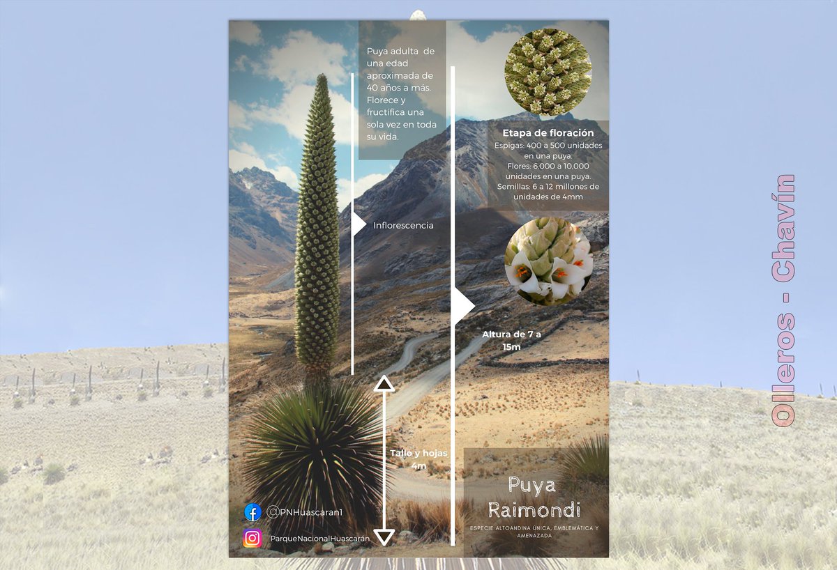 OllerosChavin's tweet image. Puya Raimondi.