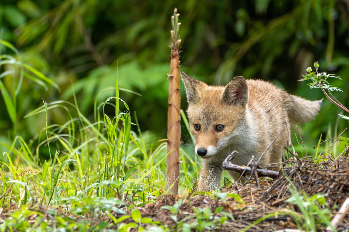 ホンドギツネの子ぎつね
たけのこと背比べ🥰

#野生動物 #wildlifemovie
#wildlifephotography #wildlifephotographer #動物写真家
#ホンドギツネ #子育て #子ぎつね #キツネ #スキンシップ #Japaneseredfox #breastfeeding #childrearing #foxparentin