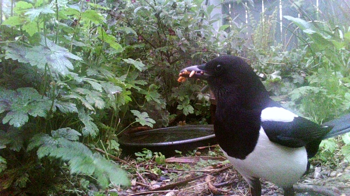 A very greedy magpie for #Thursjay! No wonder my feeders are always needing refilled. #birdphotography #birdwatching #wildlifegarden #TwitterNatureCommunity