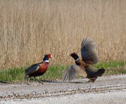 Another fight on the prairie! Anger is everywhere! Male Pheasants settling a dispute. #freaks #pheasants #spring #montana #prairie