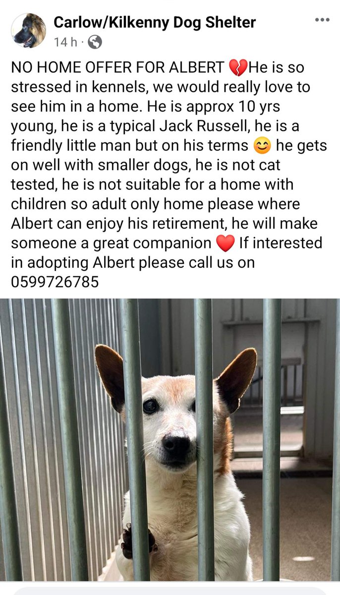 Please please a 10 year old JR stressed in kennels...can anyone with small dogs make room for him or maybe you know someone who needs a companion dog...#Albert needs your help