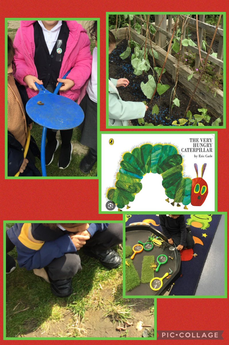 elms_five's tweet photo. In nursery we are learning about minibeasts and we found lots of insects outside. We read the story of The very hunger caterpillar and found caterpillars in the school garden. We planted beans and now are taking care of them in the garden.#outdoorlearning https://t.co/5Z5XVx5qBy