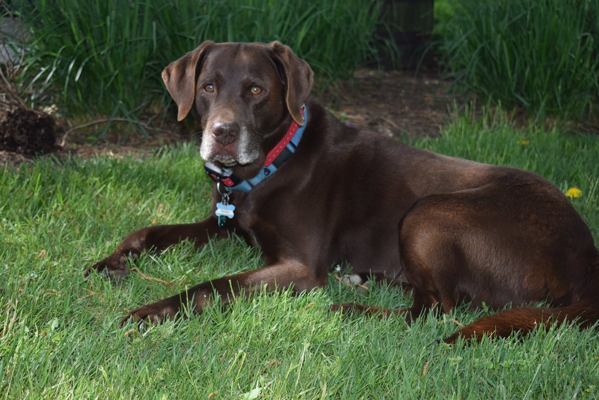 Happy 10th Birthday to my Handsome Chocolate Labrador.
Navajo Yellow Spirit