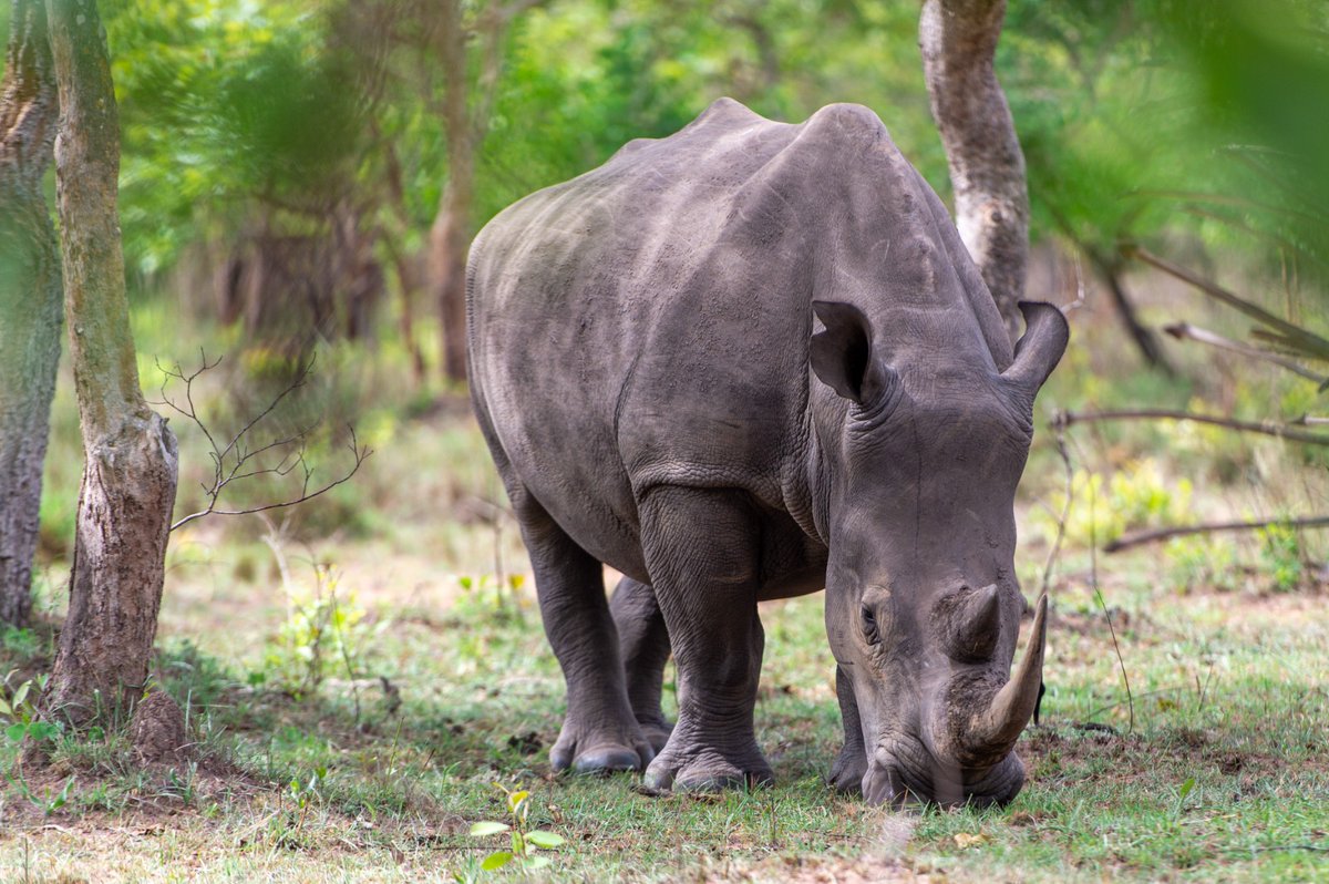 Experience the awe-inspiring presence of rhinos at Ziwa Rhino Sanctuary in Uganda! Get ready for an adventure like no other as you encounter these magnificent creatures in their natural habitat. 

📸 Courtesy
Travel  with #MangoSafaris Uganda