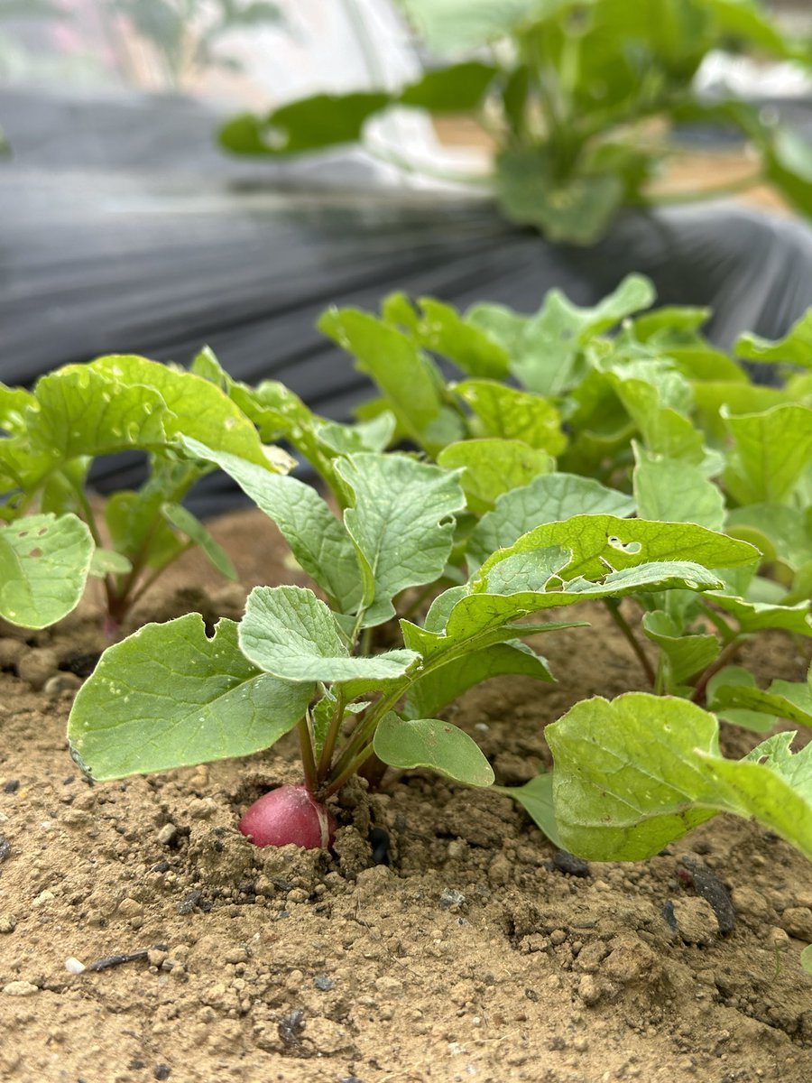 ぴーまる 🌱 家庭菜園初心者 tweet media