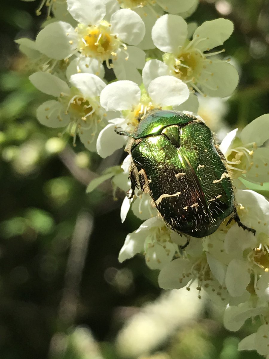 Spring is nature's grand awakening! 🌸 From buzzing bees to busy beetles, it's a season of renewal for countless species. Let's celebrate the vibrant diversity of life emerging all around us! 🐞🌱 Here's a photo of a beautiful rose chafer, taken by our co-director Emma Montlake.