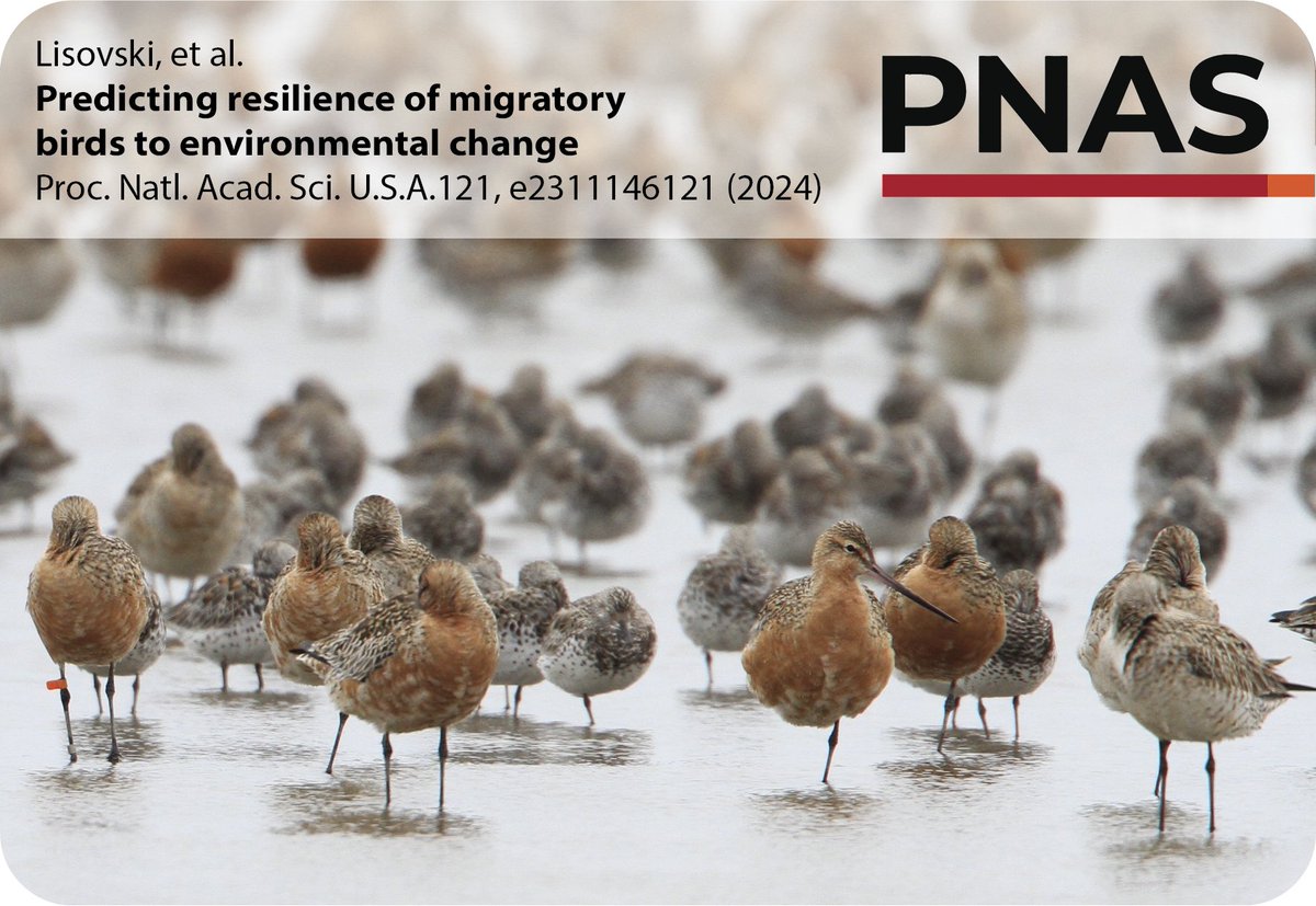 Proud to present our new study entitled “Predicting resilience of migratory birds to environmental change”. @silke_bauer @BattleyPhil @MarsKlaassen @remotelysense @bethanyhoye @vwsg_web @AWI_Media @PNASNews doi.org/10.1073/pnas.2…