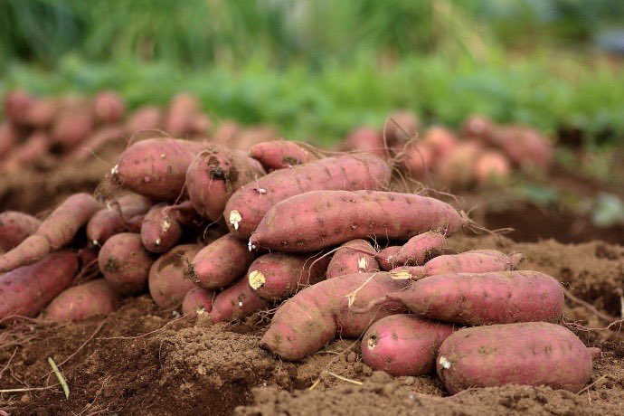 What is the price of sweet potatoes in your location? At eHaho is 300 Rwf/kg , for more visit ehaho.rw/products/ibiju… and buy from a farmer.
