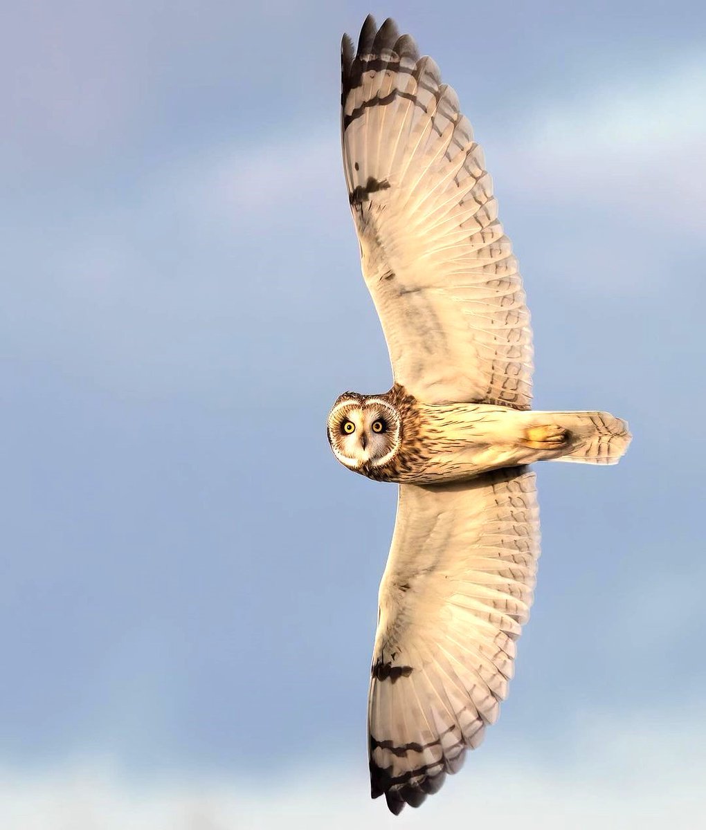 Short-eared Owl #Wildlifephotografy by Ian