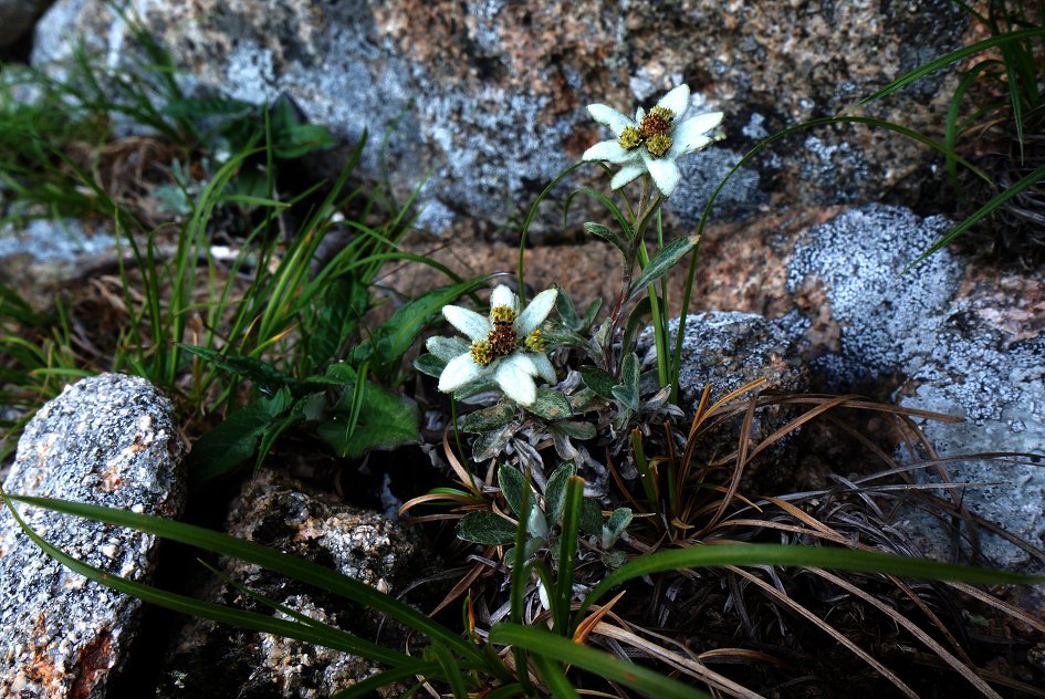 설악산 산솜다리