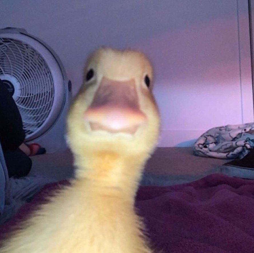 @robovrs who needs algo when u have rithm amirite

quack