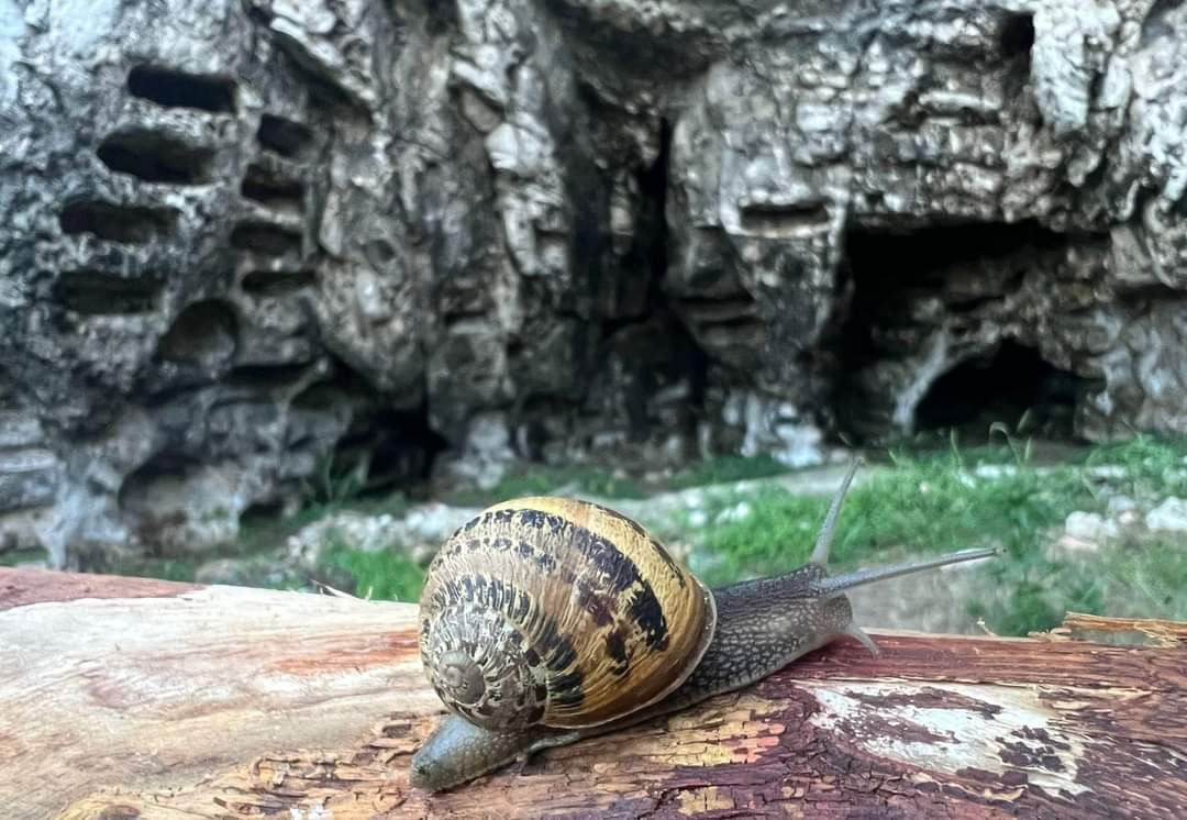 Festina, lente.

Vieste, Parco archeologico de La Salata

#weareinpuglia #inpuglia365 #viaggioinitalia #lagrandebellezza