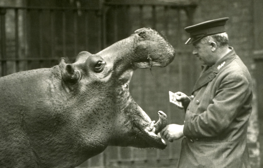 Like to know more about the Bond collection of historic photographs of @zsllondonzoo and @ZSLWhipsnadeZoo? 'Random Zoo Photos' features our @ZooLibrariANN with about randomly selected photographs in the Bond collection: youtube.com/watch?reload=9… Hippo 'Bobbie' & Ernie Bowman, 1927.