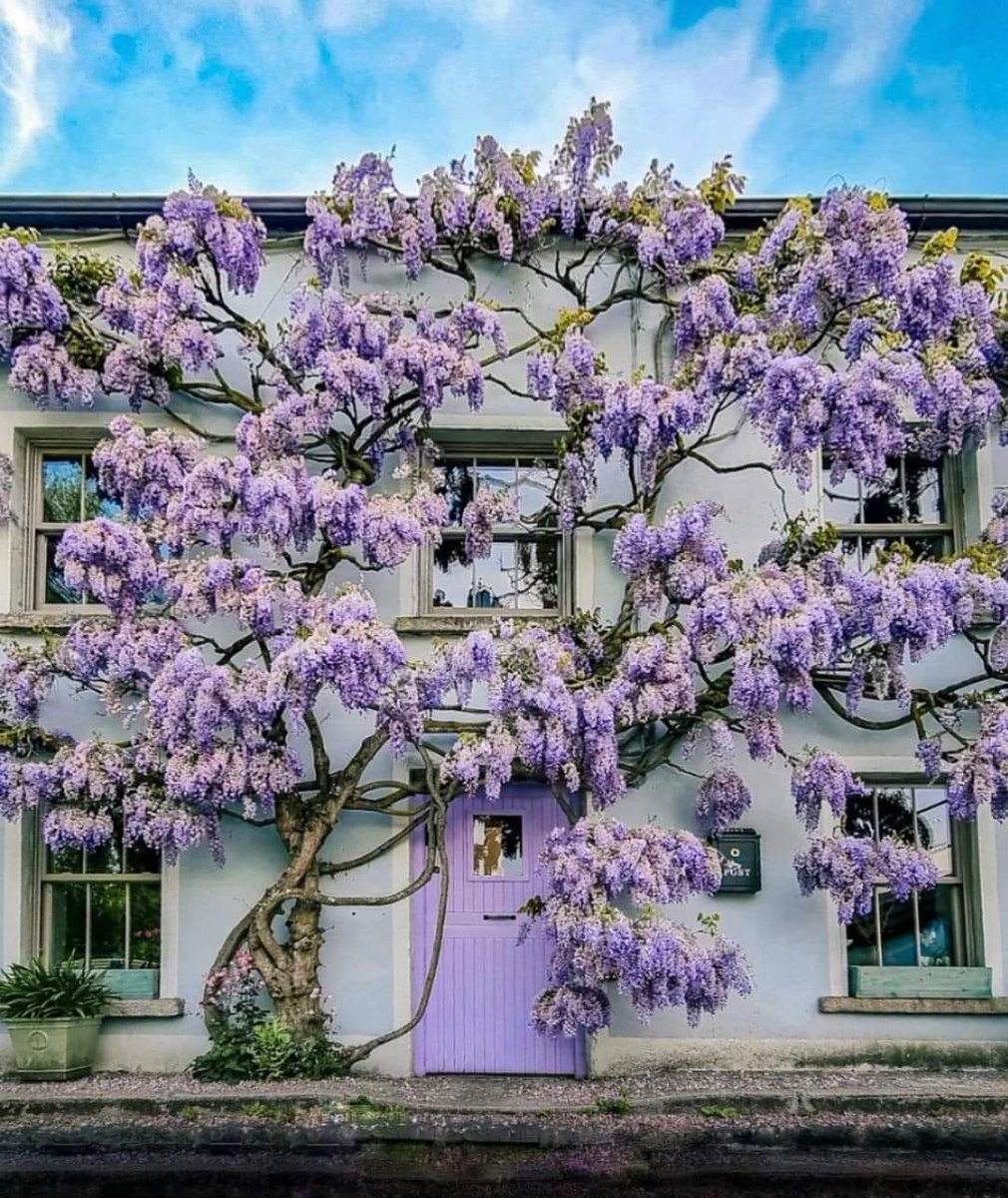 This wisteria-covered house in Inistioge, County Kilkenny, is surely one of the most Instagrammed spots in Ireland! 
Thanks to @luisteix for this lovely pic.
#ireland #loveireland #kilkenny #visitireland #tourismireland
County Kilkenny Ireland things to see and do…