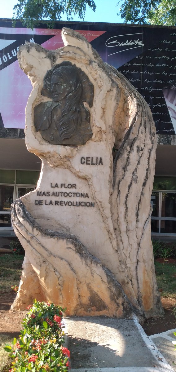 Nuestra querida Celia Sánchez, la flor más autóctona de la Revolución! Hoy #Cuba te recuerda, en el aniversario 104 de tu natalicio. #CubaViveEnHistoria