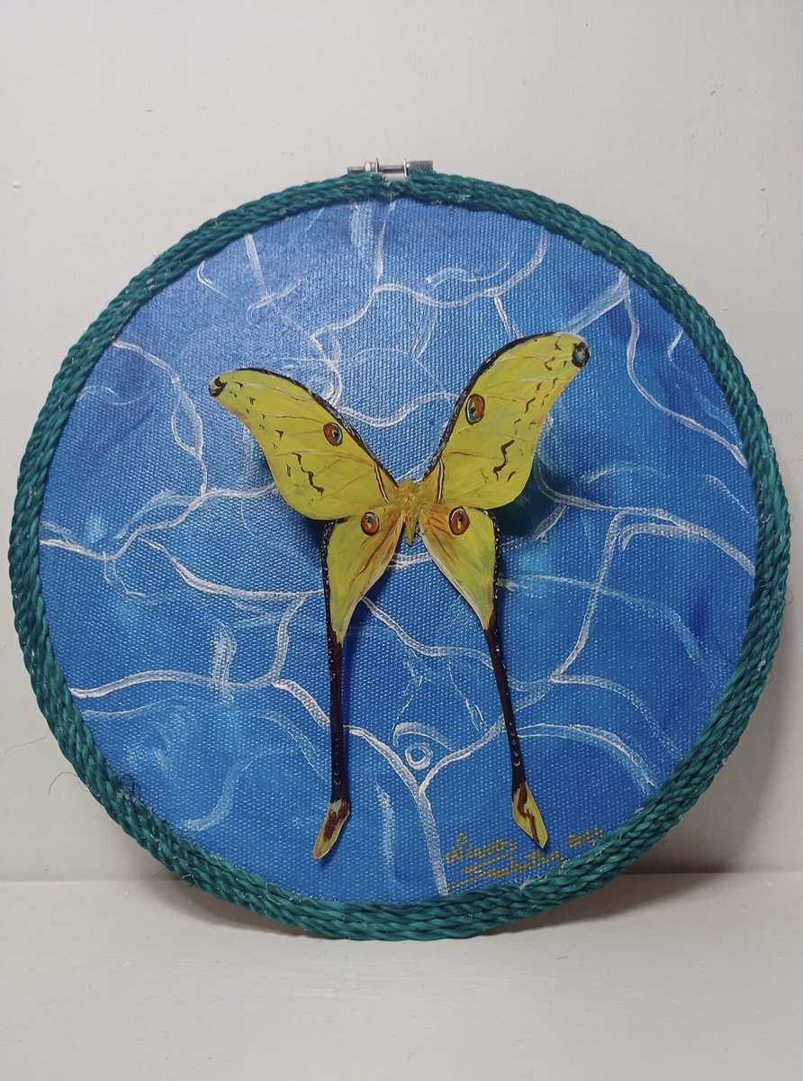 nomena_fabienne's tweet photo. I can't help but feel proud. This is my best friend's work. Nb: it's not a pinned specimen, it's a painting 🙂🎨
#acrylicpainting #cometmoth #malagasyartist #Argemamittrei https://t.co/bZ9s2txOAo