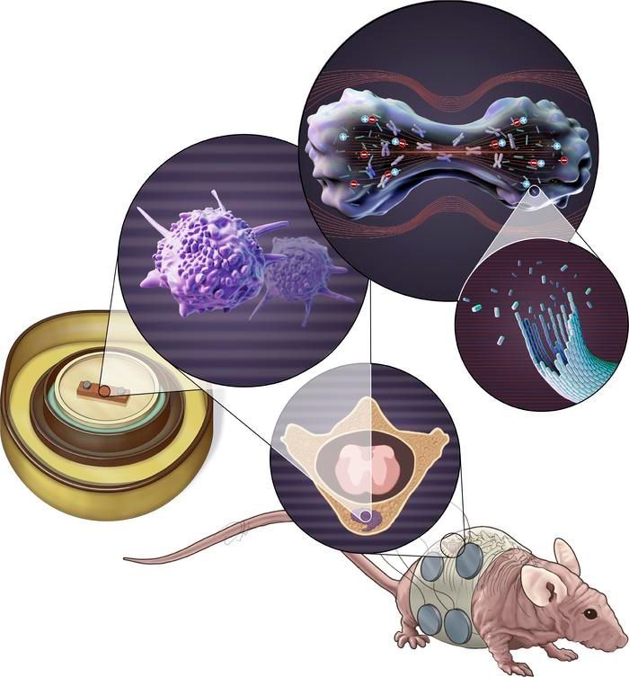 Tumor treating fields suppress tumor cell growth and neurologic decline in models of spinal metastases: buff.ly/3JQpEDR @MDAndersonNews #TechnicalAdvance #BoneBiology #Neuroscience