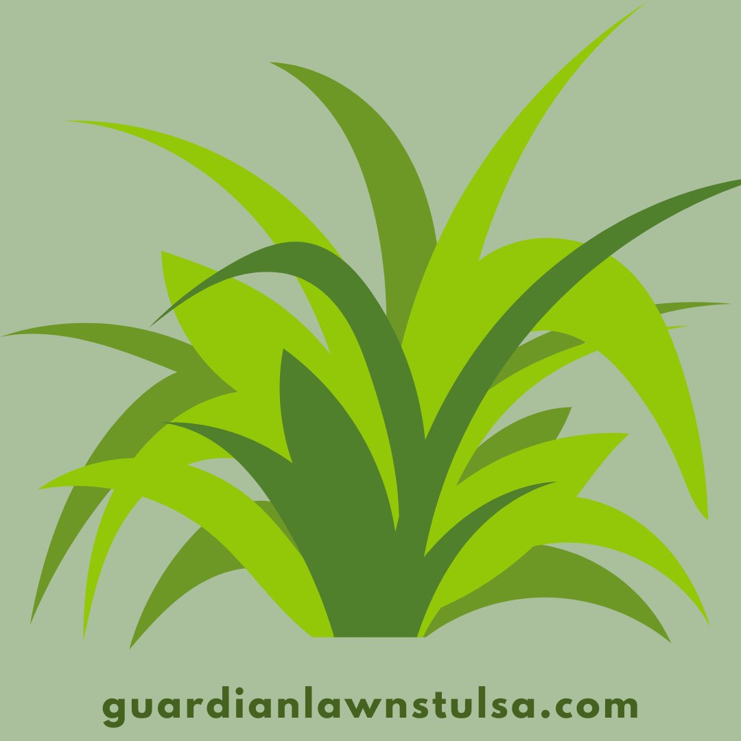 Choose low-maintenance plants that are well-suited to your climate and soil conditions to minimize the need for watering, pruning, and fertilizing. Learn more: guardianlawnstulsa.com

#GuardianLawnCare #lawncare #lawntreatments #raisedbeds

guardianlawnstulsa.com