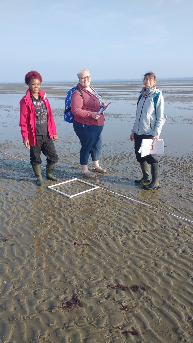 Tim Ferrero (@psammonaut) on Twitter photo Seagrass Survey Week #2 Wednesday - #SolentSeagrassChampions finished all three transects of our #SeagrassWatch survey at Chilling on a beautiful afternoon! #SolentSeagrassRestoration <a href="/solentseascape/">Solent Seascape Project</a> <a href="/HIWWTMarine/">Hampshire & IOW Wildlife Trust Marine</a> <a href="/BoskalisWessie/">BoskalisWestminster</a>
<a href="/UoPMarineBiol/">UoP Marine Biology</a> <a href="/iowdistillery/">IOWDistillery</a> <a href="/Vpplc/">Vp plc</a> Seagrass Survey Week #2 Wednesday - #SolentSeagrassChampions finished all three transects of our #SeagrassWatch survey at Chilling on a beautiful afternoon! #SolentSeagrassRestoration <a href="/solentseascape/">Solent Seascape Project</a> <a href="/HIWWTMarine/">Hampshire & IOW Wildlife Trust Marine</a> <a href="/BoskalisWessie/">BoskalisWestminster</a>
<a href="/UoPMarineBiol/">UoP Marine Biology</a> <a href="/iowdistillery/">IOWDistillery</a> <a href="/Vpplc/">Vp plc</a>