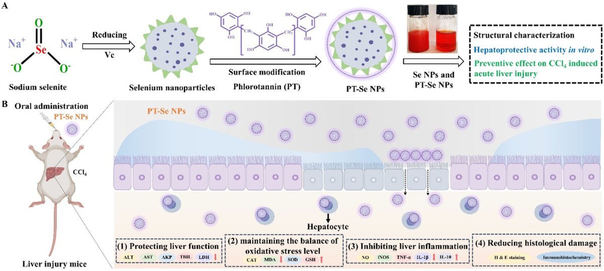 Phlorotannin-modified selenium nanoparticles for effective relief of acute liver injury

Y. Xu et al., Dalian Polytechnic Uni
doi.org/10.1016/j.apmt…