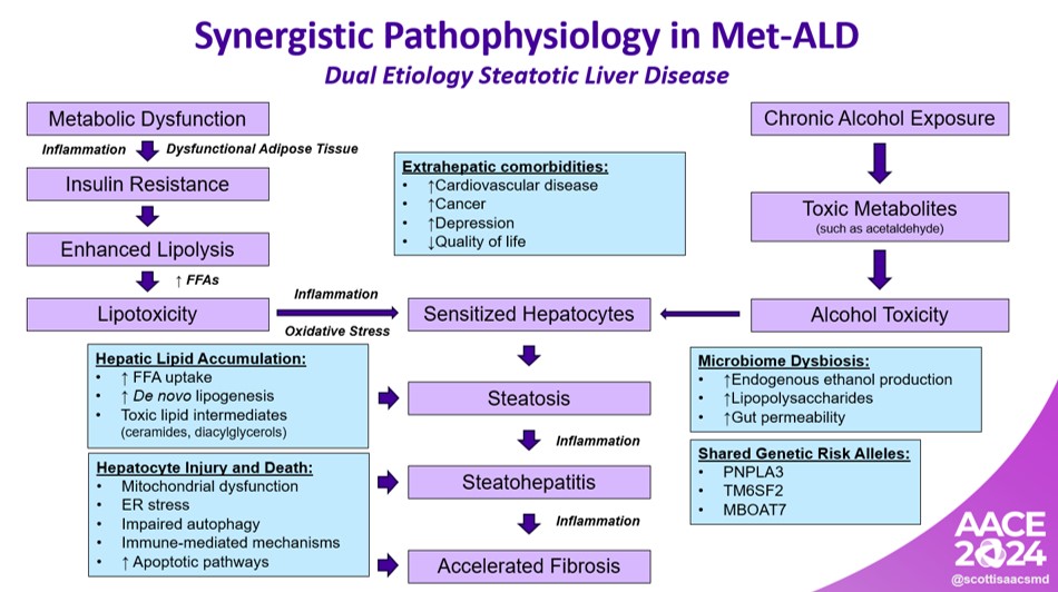 Synergistic pathophysiology in Met-ALD combines metabolic dysfunction and alcohol toxicity to enhance steatosis and accelerate fibrosis. #AACE2024