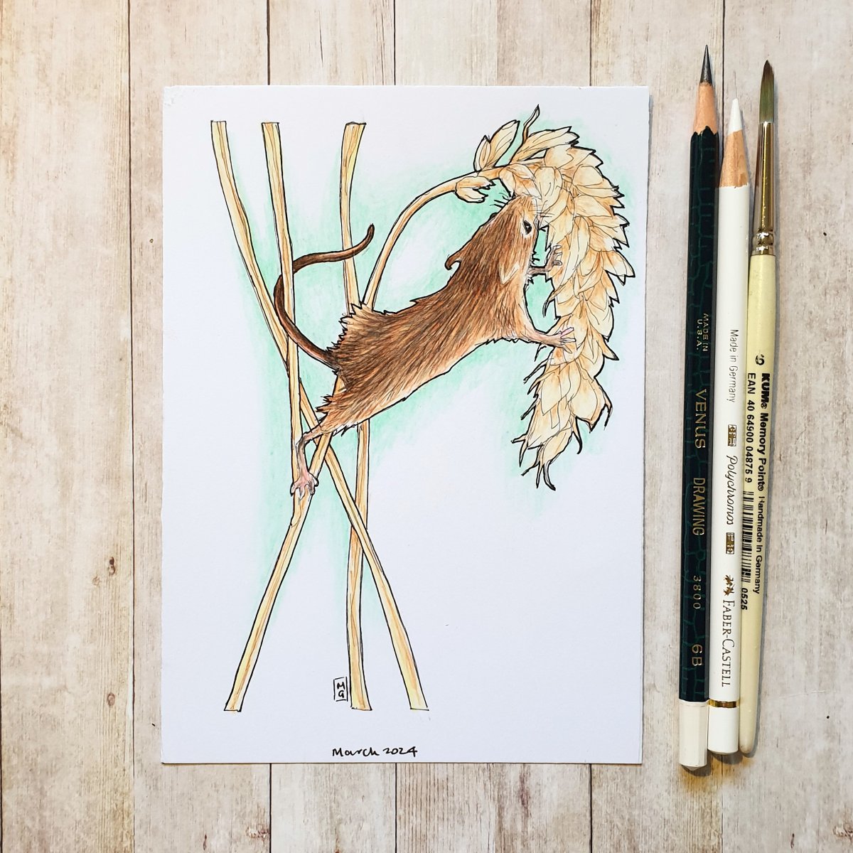 Thanks for the kind words! 
★★★★★ 'Lovely item, very speedily dispatched, highly recommended' AE 
If you are interested in seeing or purchasing my art, I'd love you to visit my Etsy shop.
*shop link in my profile
#HarvestMouse #WildlifeArt #OriginalArt #drawing