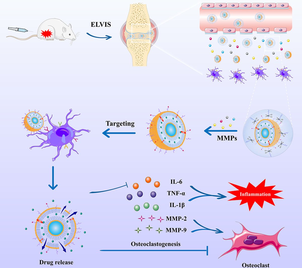 Matrix  metalloproteinase-sensitive size-shrinkable liposomes targeting  activated macrophages for the treatment of rheumatoid arthritis

R. Guo et al.  Liaoning Uni of Traditional Chinese Medicine
doi.org/10.1016/j.apmt…