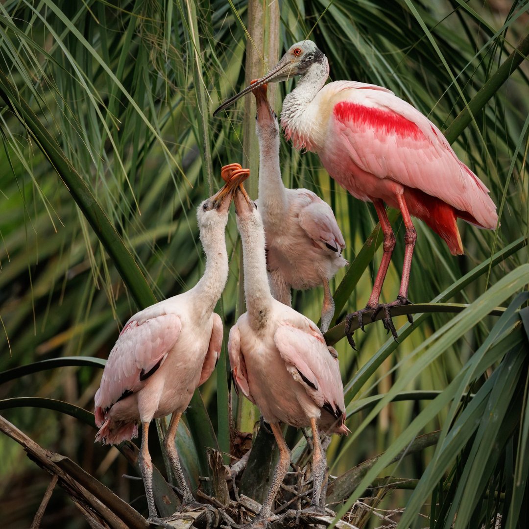 Embarking on wild adventures and unforgettable encounters with Florida's fascinating wildlife.🐬🌿 

Follow tinyurl.com/29pmf4rk for more!

#FloridaWildlife #NatureEncounters #WildlifeAdventures #SunshineStateAnimals #NaturalWonders #ExploreFlorida