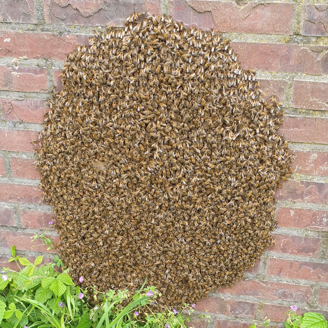 Het is weer de tijd van de bijenzwermen. Dit is een heel mooie #bijen #honeybees #bijenzwerm #haarlem #pollinators #beeswarm