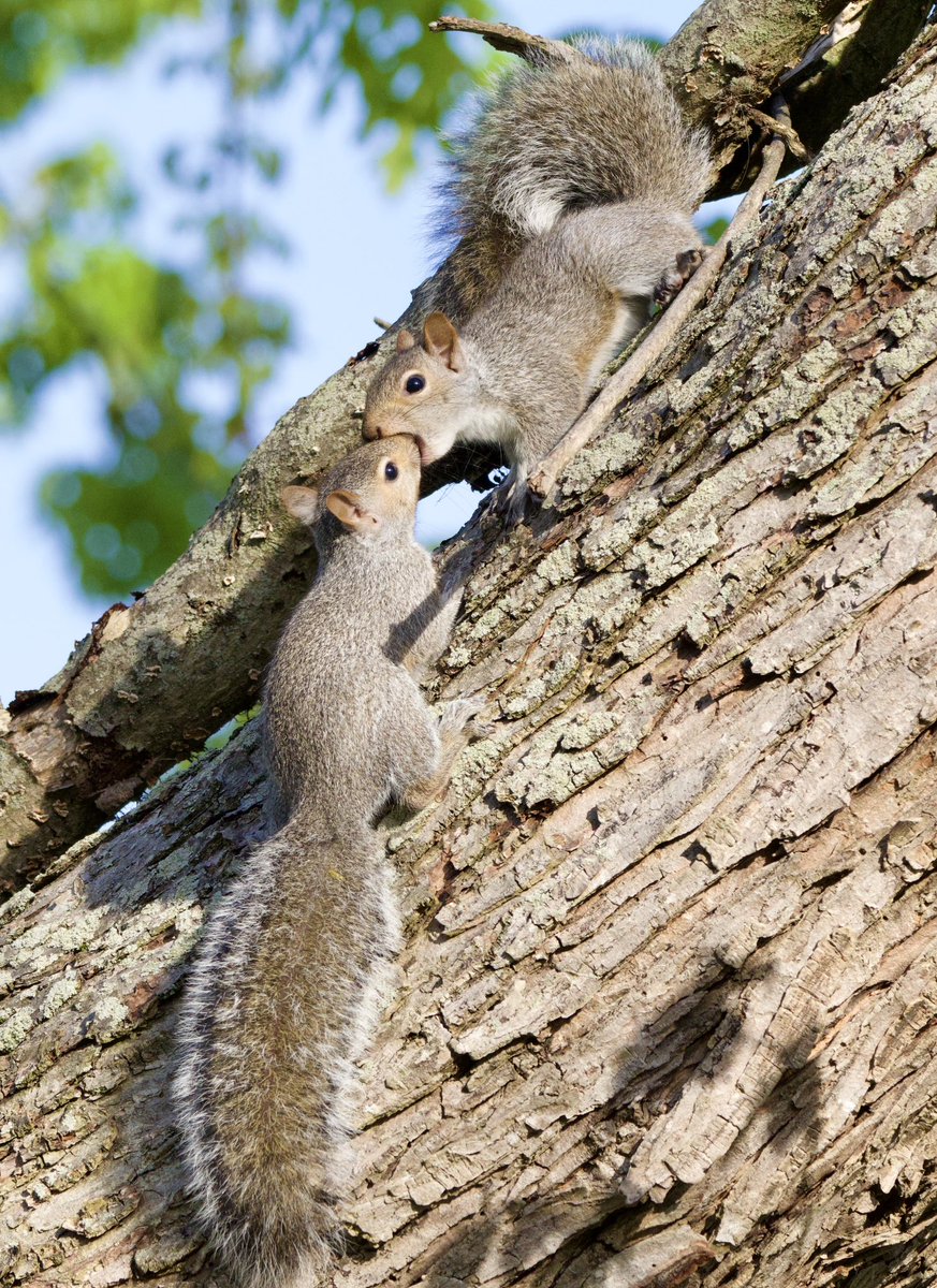 Checking to see if it’s a sibling or a delicious snack. #TwitterNatureCommunity #CTNatureFans #squirrels