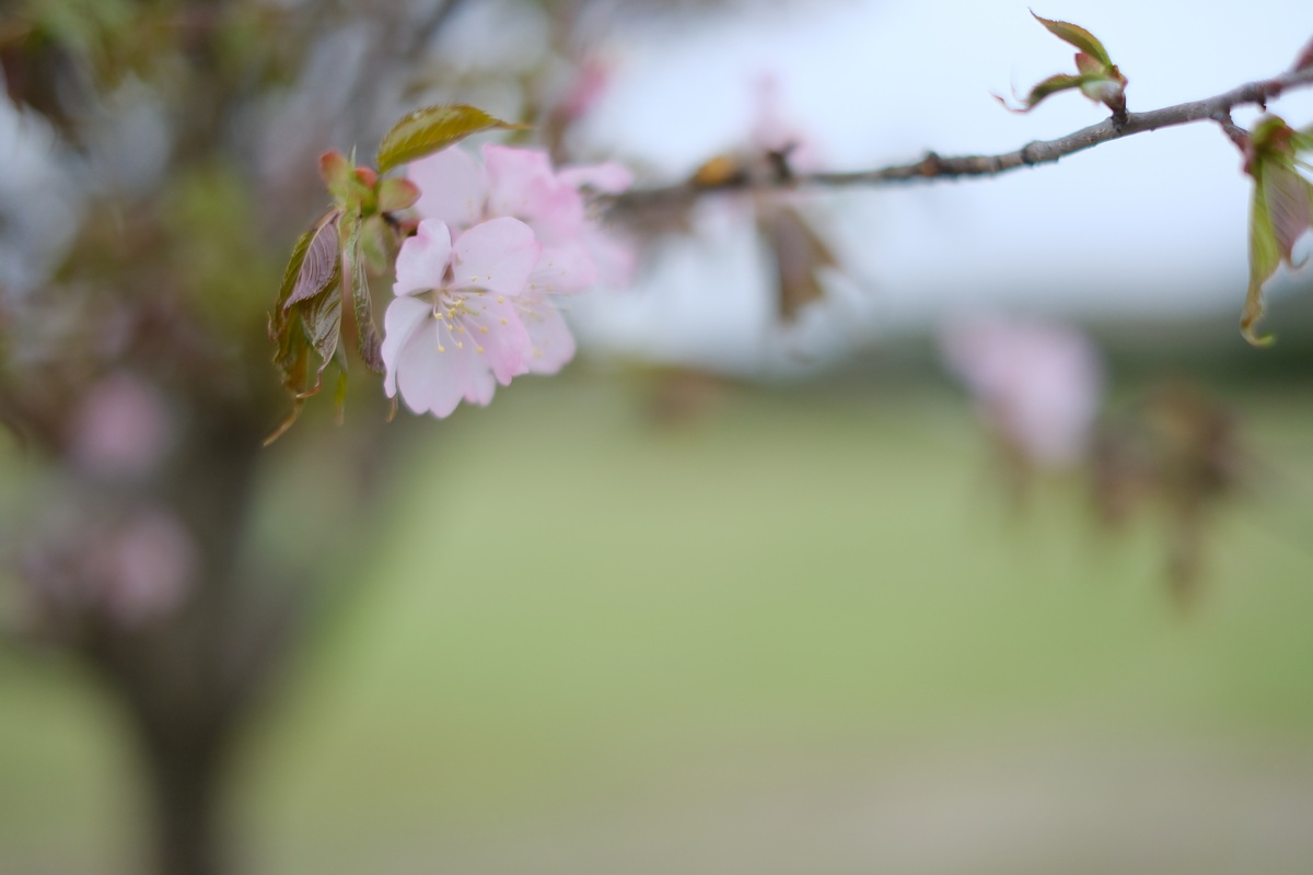 ぽらりすの桜がほぼ満開になったようです。

ヤマザクラなので、満開になるころには葉っぱがたくさん出てきて、柔らかい感じではなくなってしまいます。

#サクラ #ヤマザクラ #花 #flower #hmnote #北海道 #hokkaido