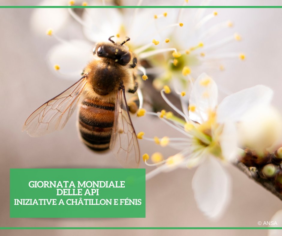 Ansa_TerraGusto's tweet image. La #ValledAosta celebrerà sabato 18 maggio la Giornata mondiale delle #api con con una serie di eventi, rivolti al grande pubblico e agli addetti al settore, a #Châtillon e a #Fénis. Nella regione ci sono 601 apicoltori e 9.121 #alveari.
#ANSATerraGusto
➡ bit.ly/3WscEf8