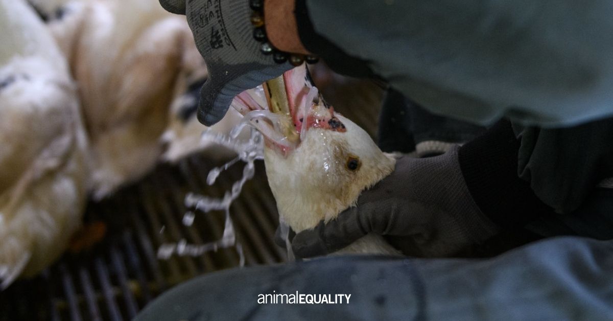 .<a href="/LaPietraSenato/">Patrizio La Pietra</a>, l'appello dei cittadini è chiaro: #BastaAlimentazioneForzata! È necessaria una presa di posizione del Governo italiano per eliminare i pesi minimi del fegato nella produzione di foie gras in Europa. ae.onl/petizionefoieg…