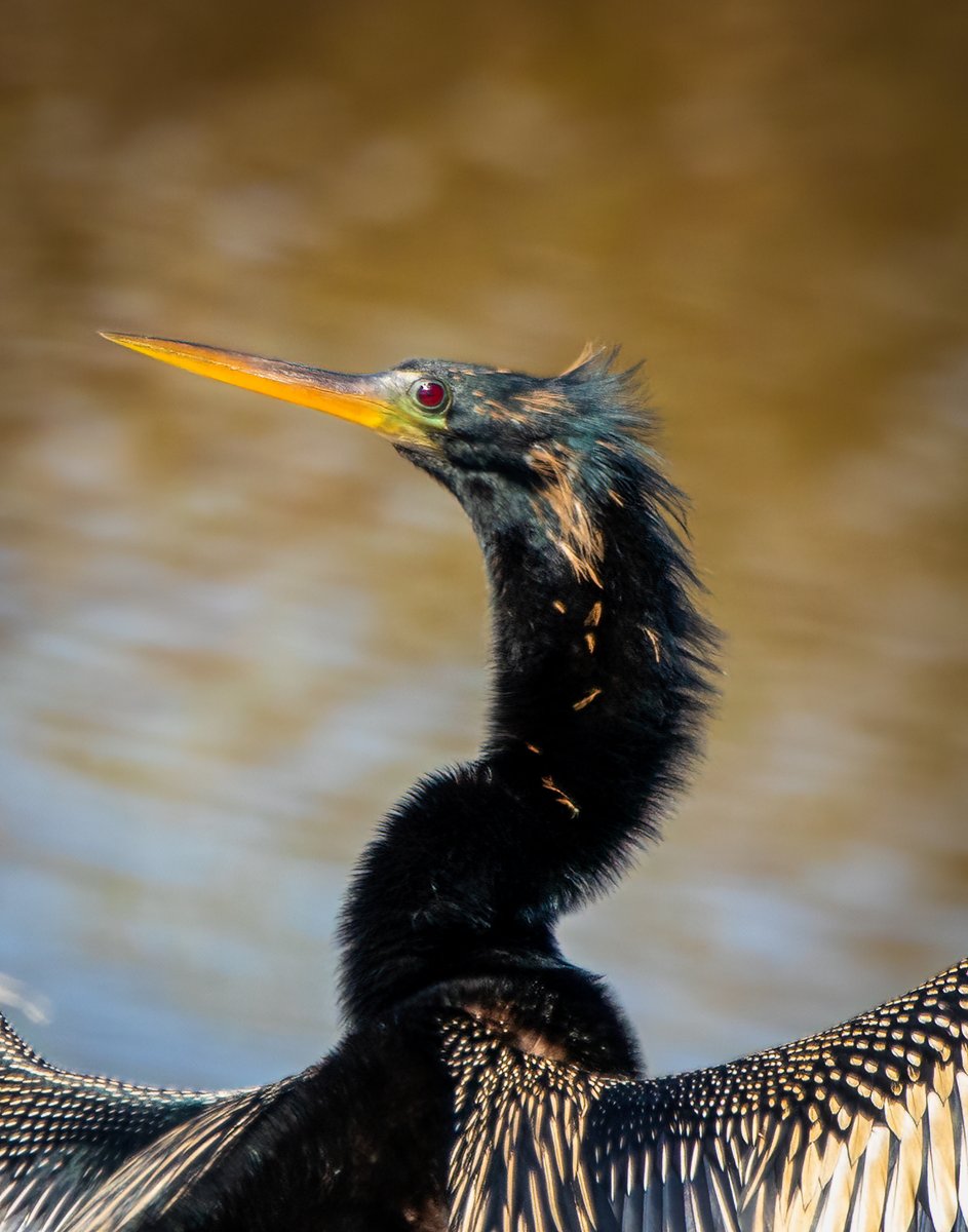 Male Anhinga.