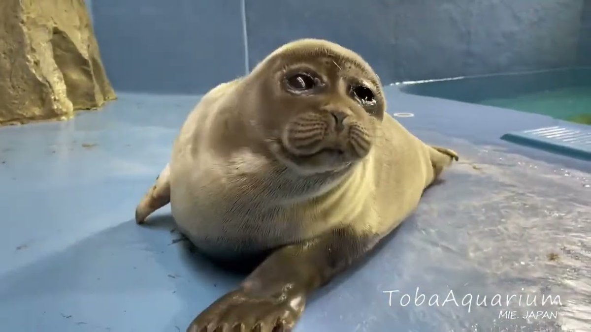 I like when non sealtwt people try to peek into it only to realize that it is in fact not seals and kindness but instead bullying niko and posting pictures of seals calling them ugly!