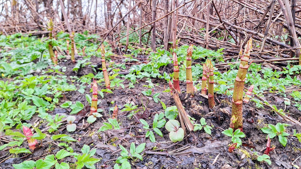 ⚠ Warning - do not cut or strim Japanese knotweed ⚠ Control season is a few months away but JK is now present and growing rapidly in our river catchments. It's essential the stems are not cut or strimmed as this does not kill the plant and will likely cause further spread. 1/2