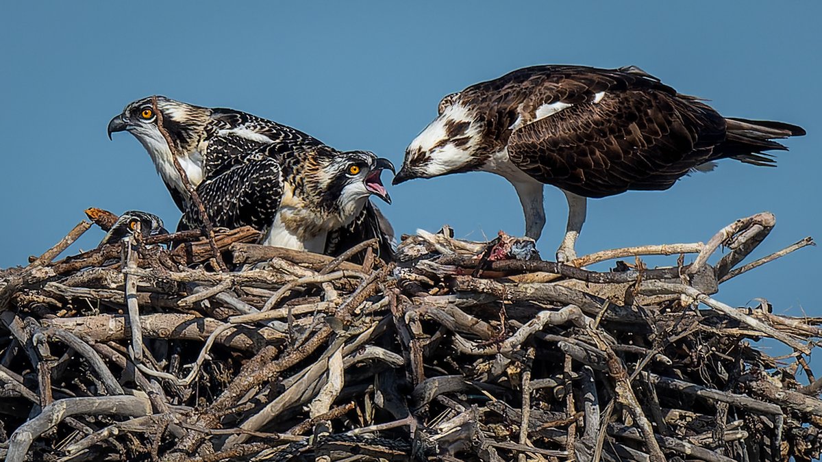 Mom feeding the juvenile Osprey...
#photography #NaturePhotography #wildlifephotography #thelittlethings