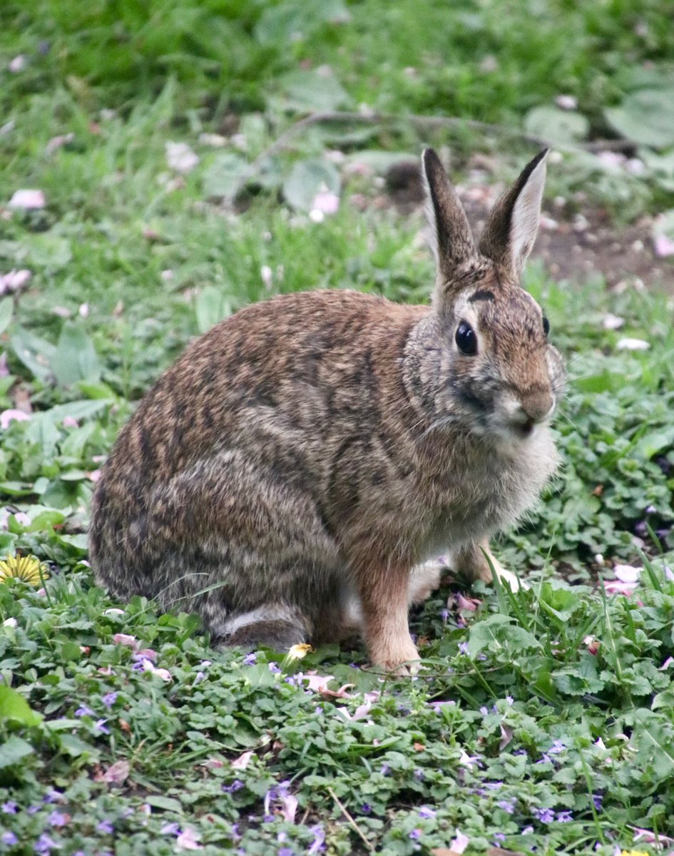 #bunnyrabbit #imallears #whatsupdoc #wildlifephotography #backyard #roc_photographer_of_the_day @ROCTopShot