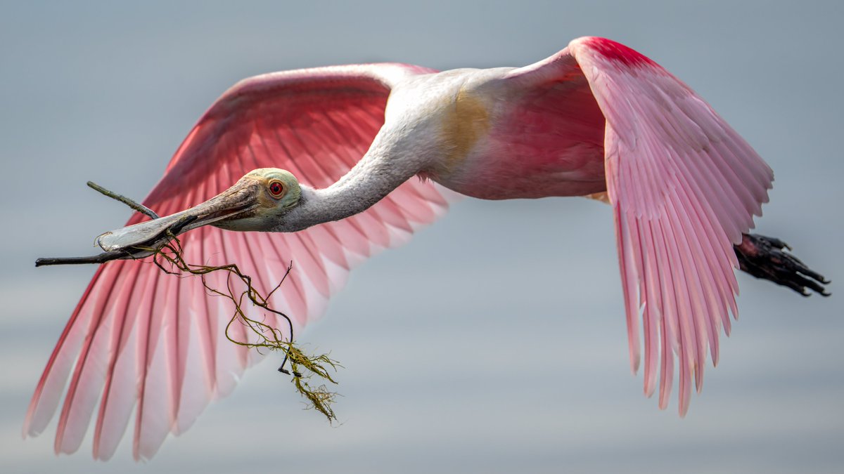 How to build a nest...
Roseate Spoonbill
#photography #NaturePhotography #wildlifephotography #thelittlethings
