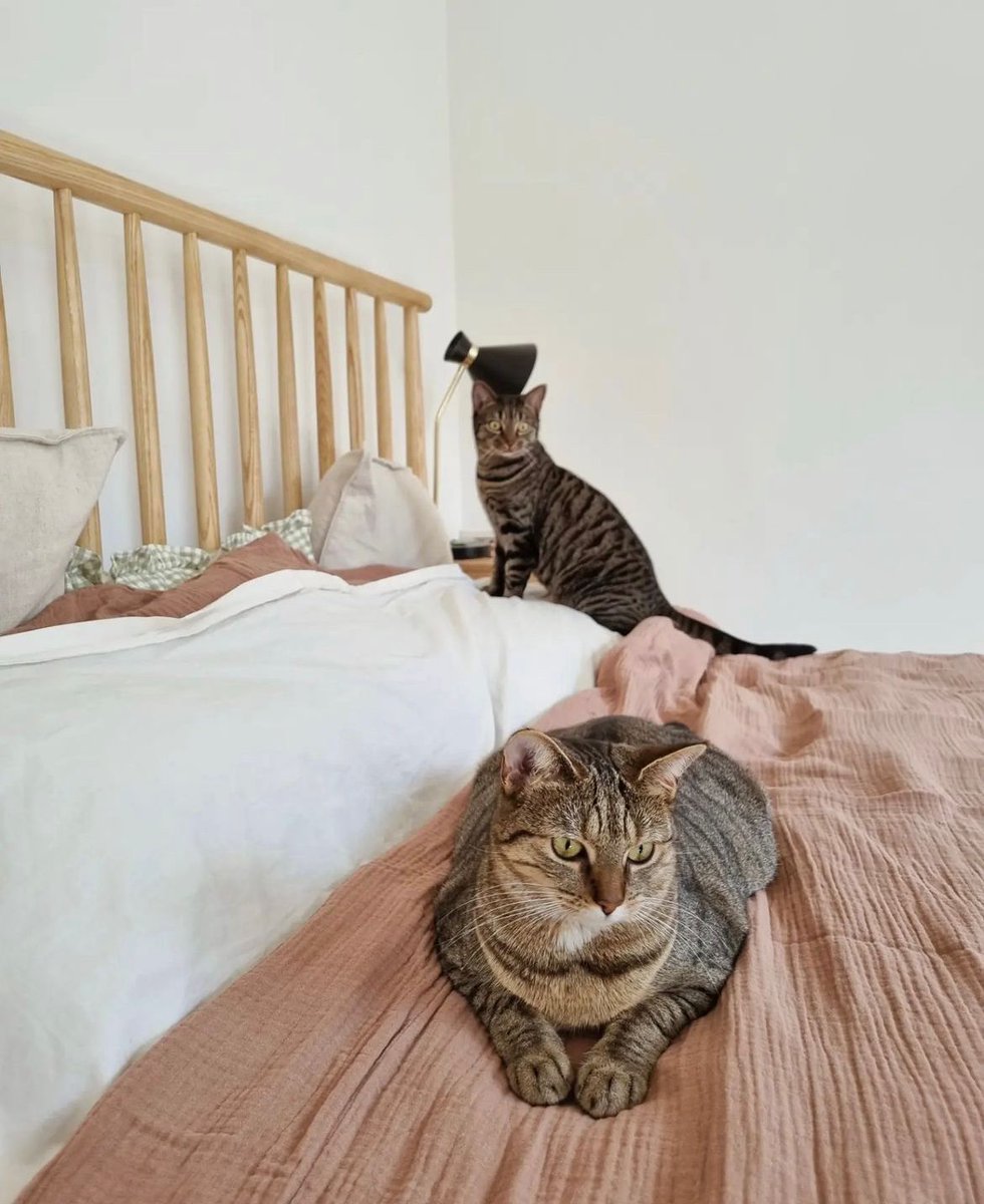 Our Ezra bed frame is fully endorsed by furry friends 🐱 📸 @ourmaisonette_edit Shop the Ezra: brnw.ch/21wJC1h