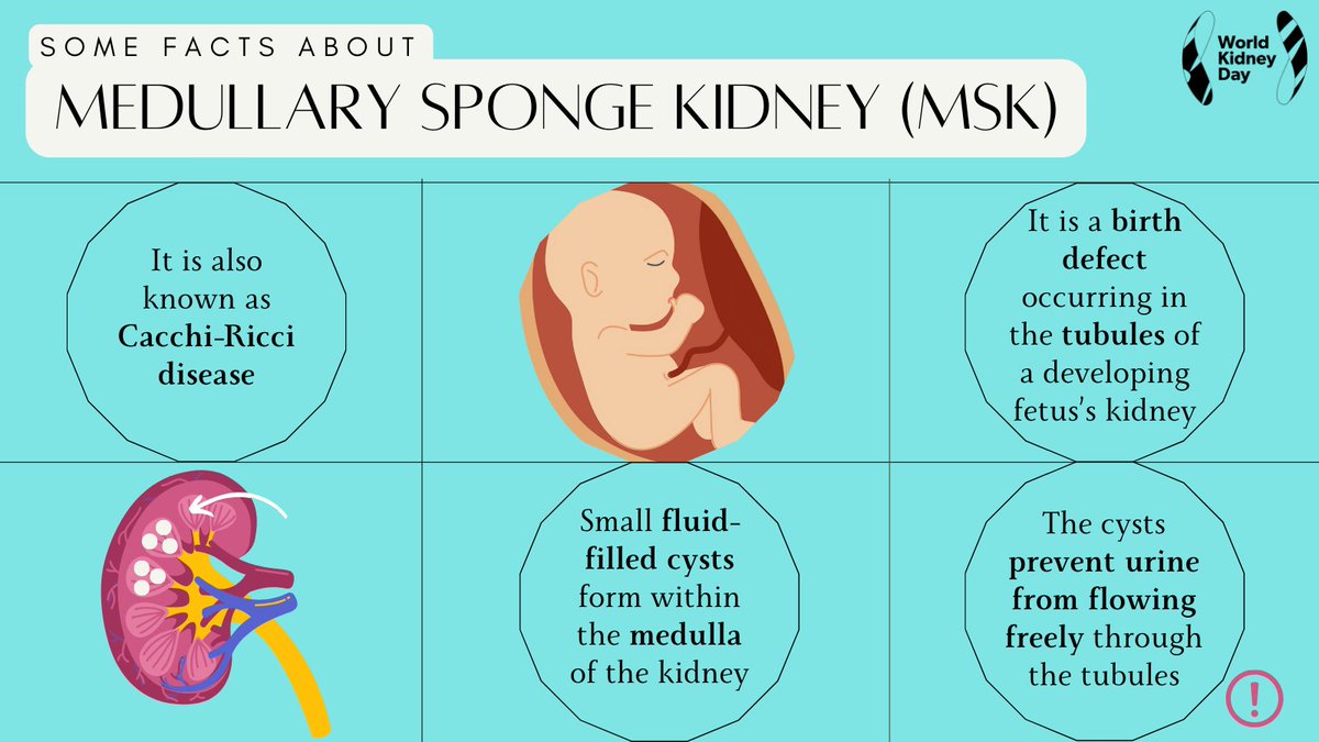 Medullary Sponge Kidney (MSK) typically presents as a benign condition with often asymptomatic characteristics. However, it carries the potential to precipitate complications such as urinary tract infections and kidney stones. #WorldKidneyDay #KidneyEducation