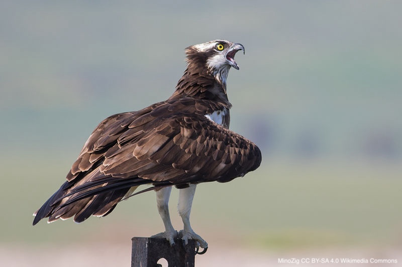 Hindlimb myology in two piscivorous raptorial birds: a quantitative comparison of the osprey and the white-tailed sea eagle (Aves, Accipitriformes) | …lpublications.onlinelibrary.wiley.com/doi/abs/10.111… | Journal of Zoology | #ornithology