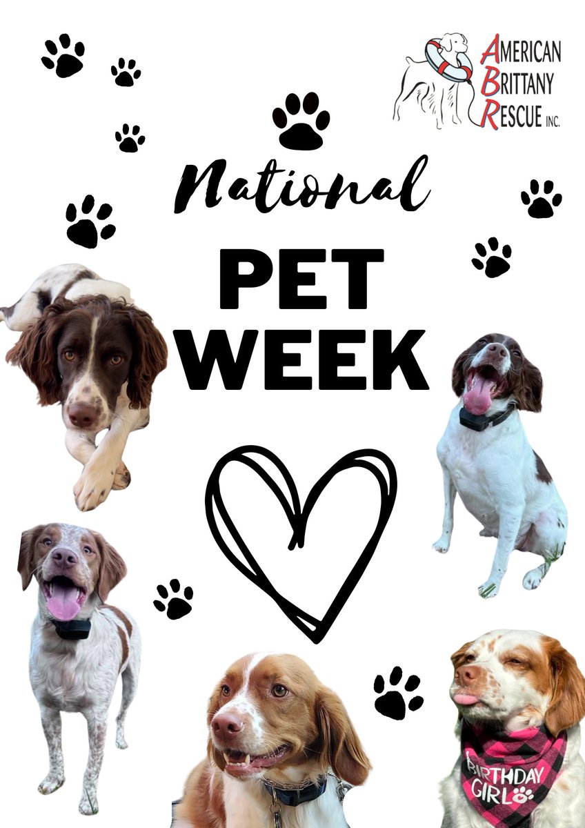 Happy National Pet Week! 

#ABRfam how are you spending this week celebrating your pets? 

#ABR #nationalpetweek #americanbrittanyrescue #rescue #pets #petsaremykids