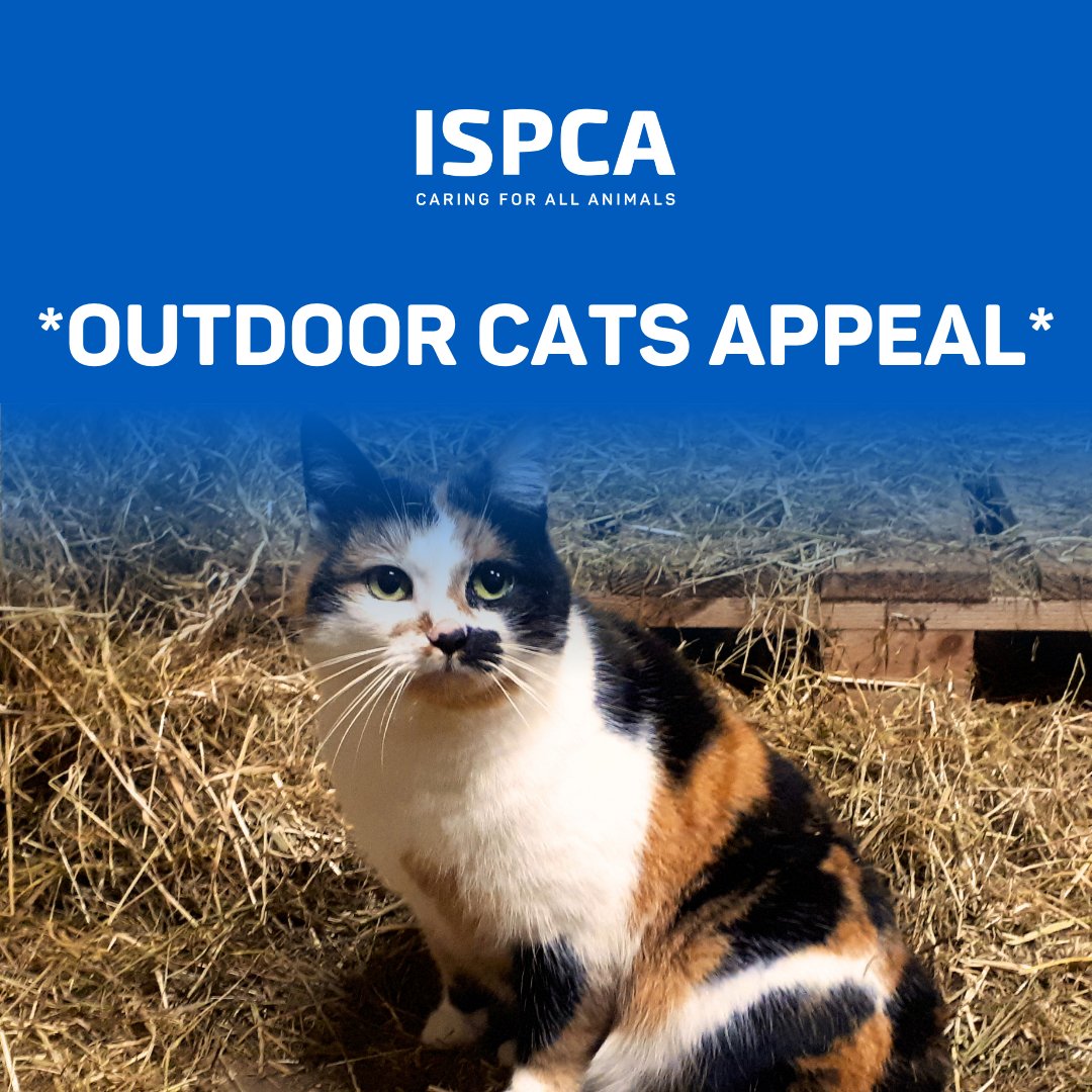 🌾 FARM/OUTDOOR CATS APPEAL 🐱

Pictured here is our Molly, our resident outdoor cat in Mallow ISPCA. We are appealing for homes for a number of cats who like Molly, are better suited as farm/stables/outdoor cats. 

Read here to learn more: ispca.ie/news/detail/fa…