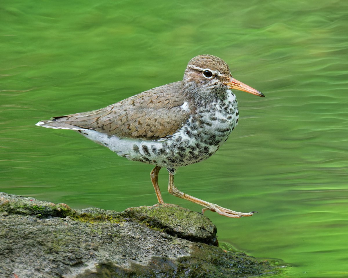 Spotted Sandpiper at the Pool. What a beauty #birdcpp @BirdCentralPark