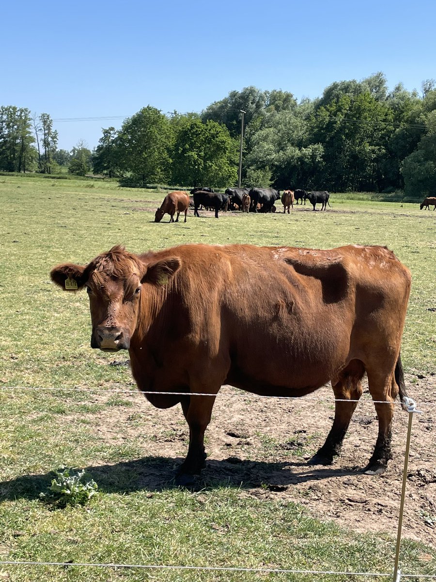 Wunderschön bei dem Wetter in der Natur zu sein☀️😎🐮 #christiHimmelfahrt #LaufenMachtGlücklich