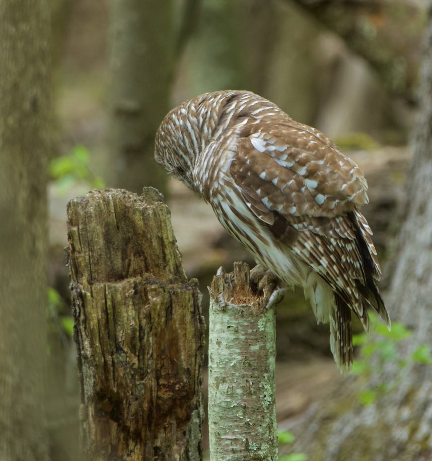 Good Morning.  #Nature #Wildlife #Photography #BarredOwl #Owls #Hunting