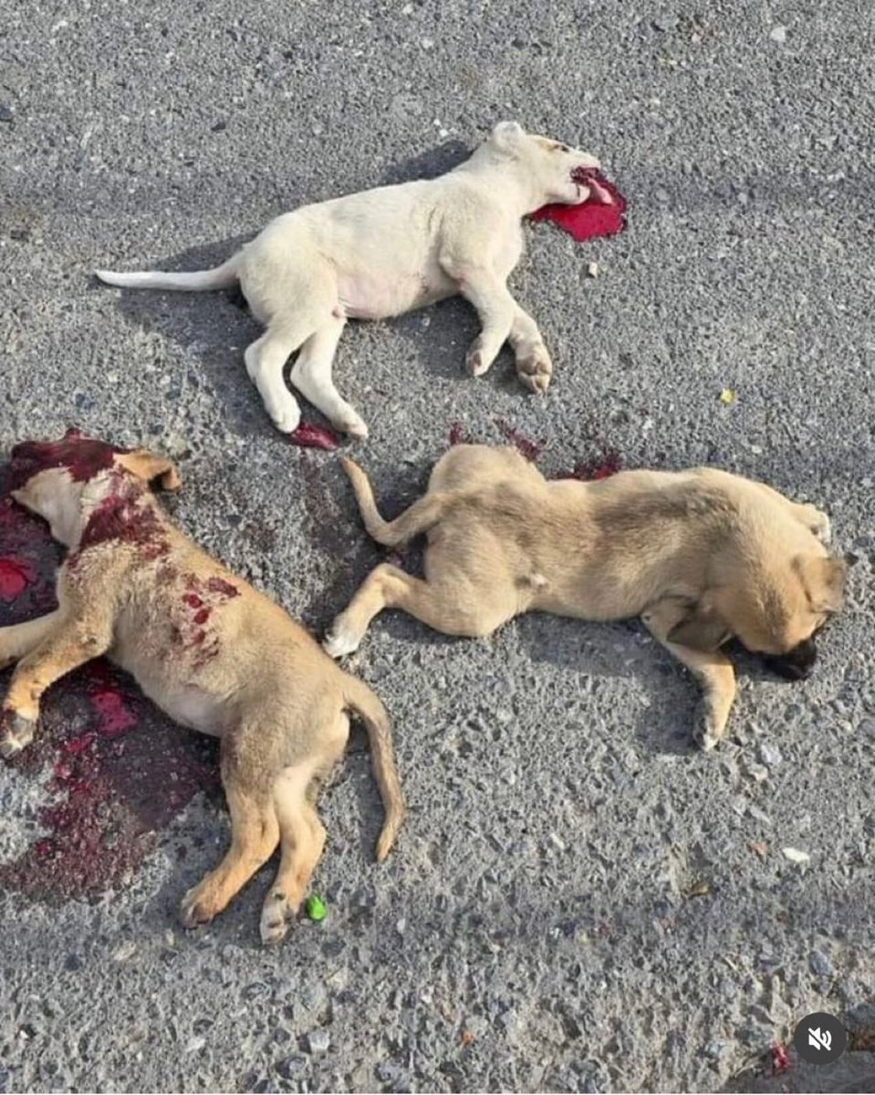 Hatay-Dörtyol Numuneevler Mahallesi Çankaya mevkinde üç tane yavru köpek katledilmiş, bunu yapan vahşiler en ağır şekilde cezalandırılmalı. #HataydaKatliamVar @HatayValiligi @HatayEmniyet @HatayDKMP @sefligi @haydipolisi @yilmaztunc @grafikherif #SokakHayvanlarıSahipsizDeğil